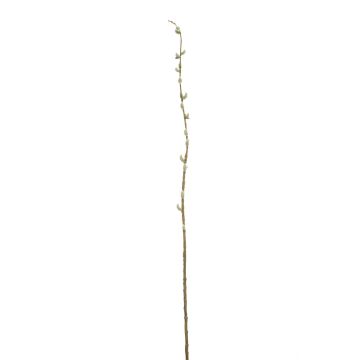Dekorační větev kočičky DAFINO s květy, bílá, 105cm