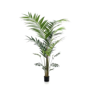 Umělá kentia palma NESTA, 210cm
