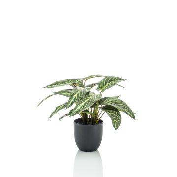 Umělá kalatea Zebrina VAIDA v dekorativním květináči, zelenobílá, 40cm