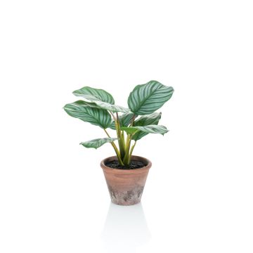 Umělá kalatea orbifolia ESMIE v terakotovém květináči, zelenobílá, 30cm