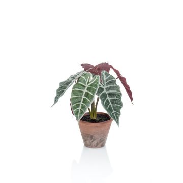 Umělá alokasie sanderiana GARCIA, terakotový květináč, zeleno-bílá, 40cm