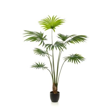 Umělá palma livistona rotundifolia FAVIOLA v dekorativním květináči, 160cm