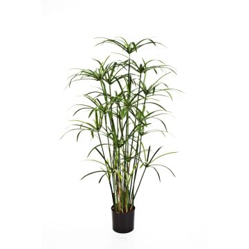 Umělá rostlina papyrus ALBY, zelená, 125cm