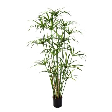 Umělá rostlina papyrus ALBY, zelená, 155cm