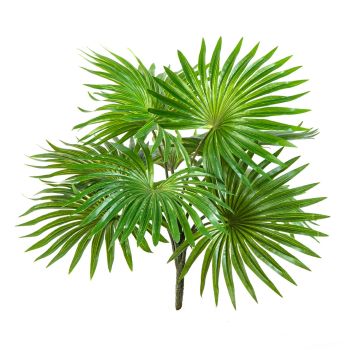 Umělá palma washingtonia SCHEDIR na zápichu, 35cm