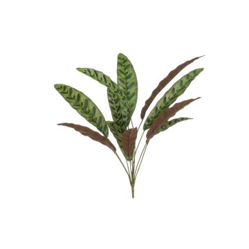 Dekorativní calathea makoyana WIDO na zápichu, zeleno-vínová, 70cm