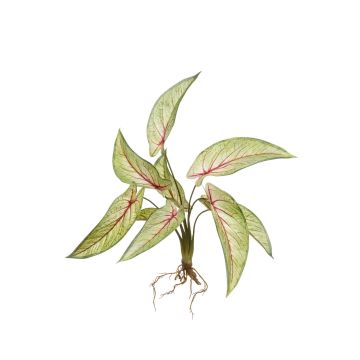 Umělá kalátea ASAGI, zápich, kořeny, zeleno-červený, 40cm