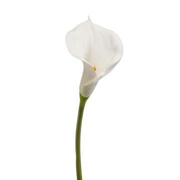Dekorativní květina calla DAISCHI, bílá, 70cm