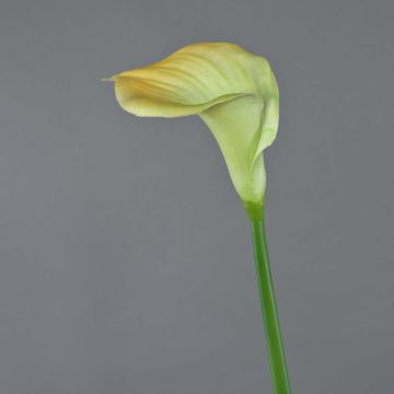 Dekorativní květina calla DAISCHI, žlutozelená, 70cm
