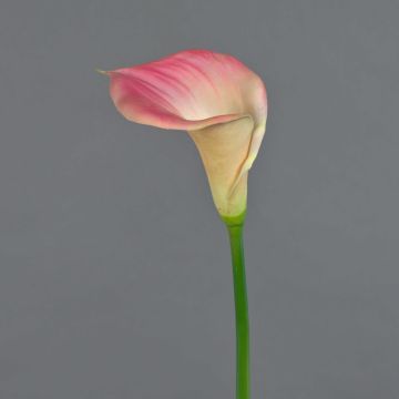 Dekorativní květina calla DAISCHI, růžovo-krémová, 70cm