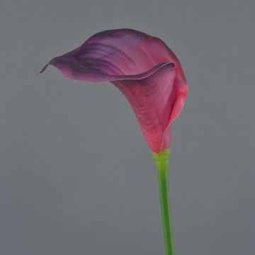 Dekorativní květina calla DAISCHI, vínově červená, 70cm