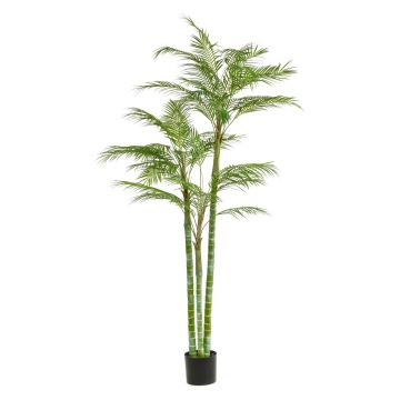 Dekorativní areca palma AKANE, 200cm
