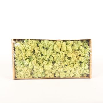 Pravý islandský mech SVEINBJÖRN, pastelově světle zelený, 500 g