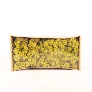 Pravý islandský mech SVEINBJÖRN, chmelově zelený, 500g