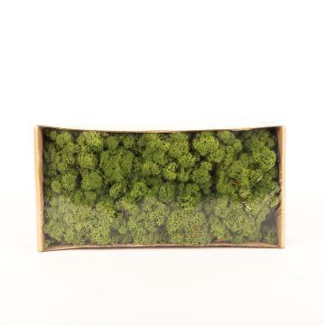 Pravý islandský mech SVEINBJÖRN, luční zelená, 500g