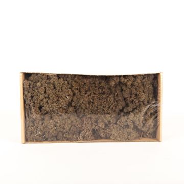 Pravý islandský mech SVEINBJÖRN, hnědý, 500 g