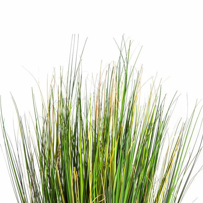 Pouze st&eacute;bla tr&aacute;vy 