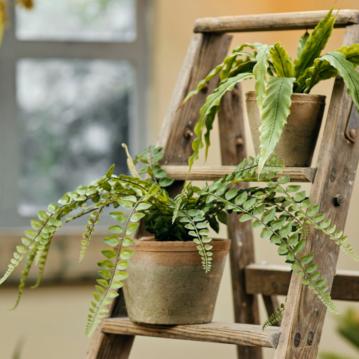 v&iacute;ce uměl&yacute;ch rostlin