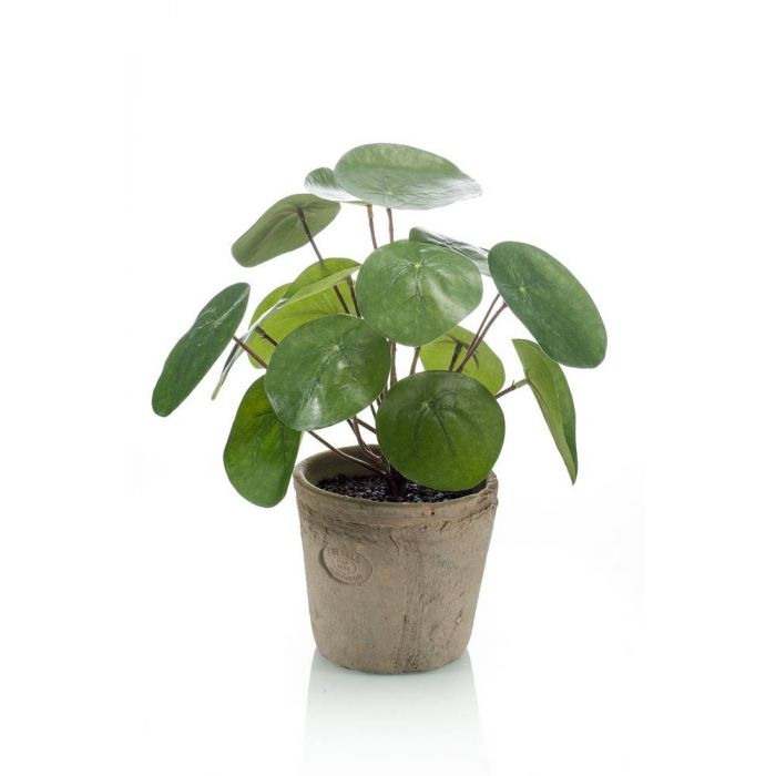 Pilea
