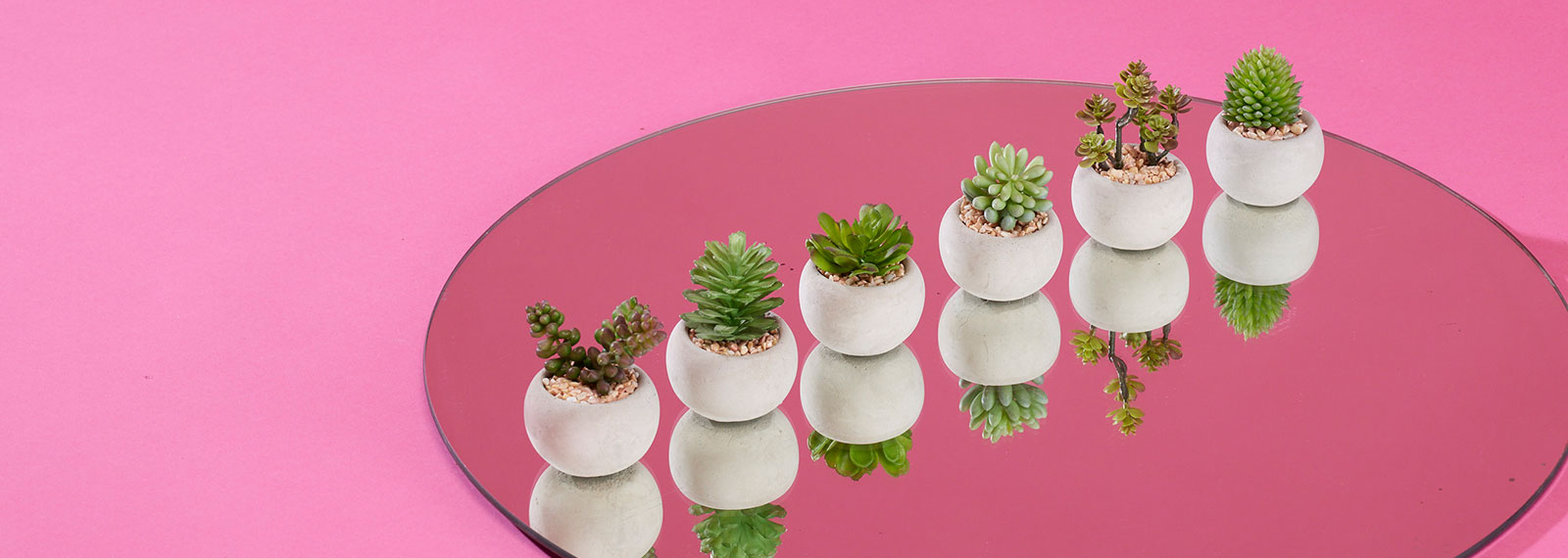 Uměl&eacute; sukulenty jako živ&eacute;