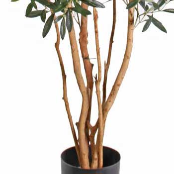 s přírodním kmenem