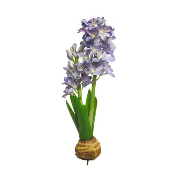 Hyacinty