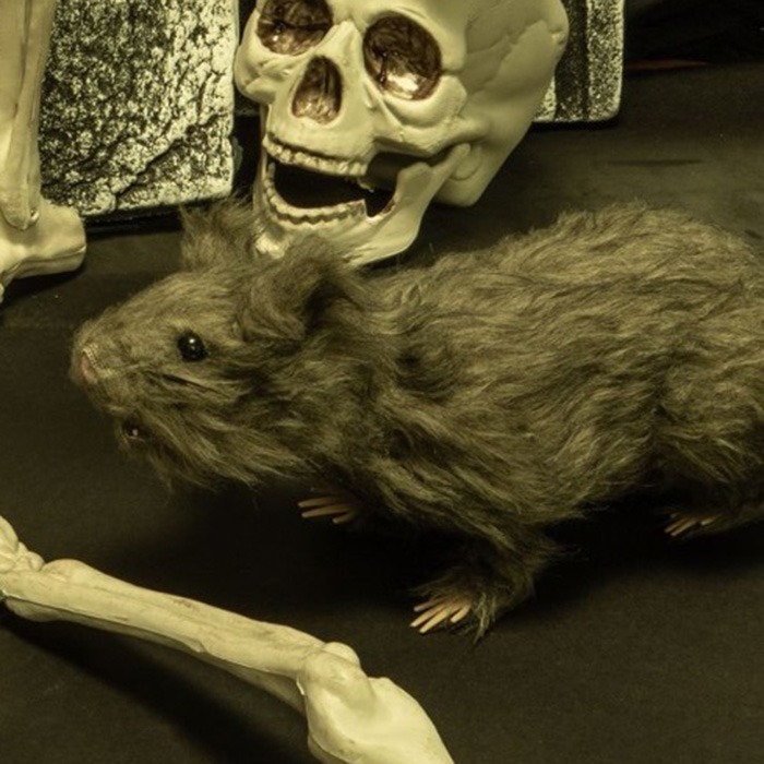 Halloweenská zvířata