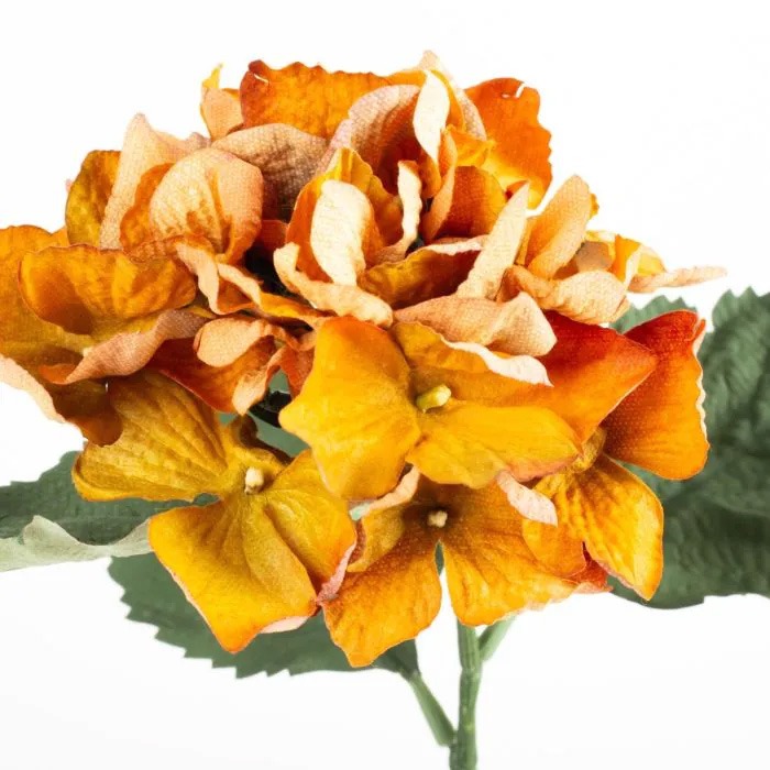 oranžové Hortenzie