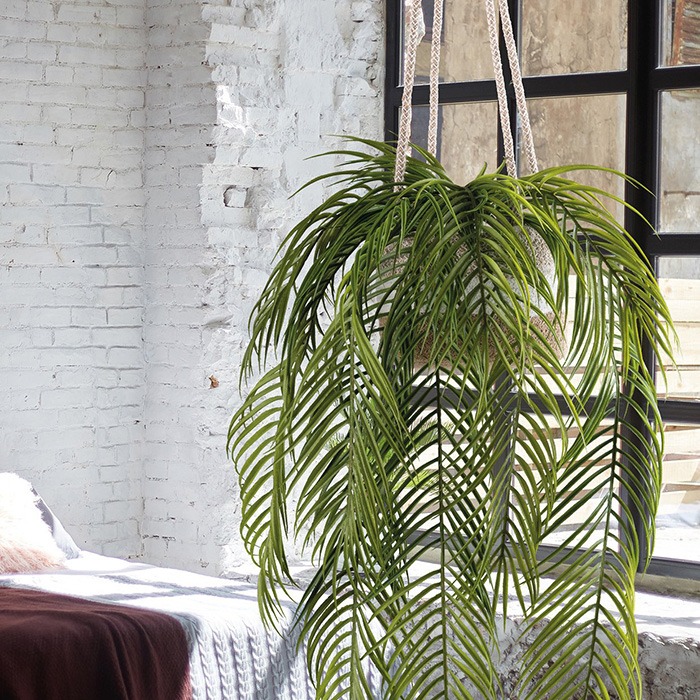 Z&aacute;věsn&eacute; rostliny